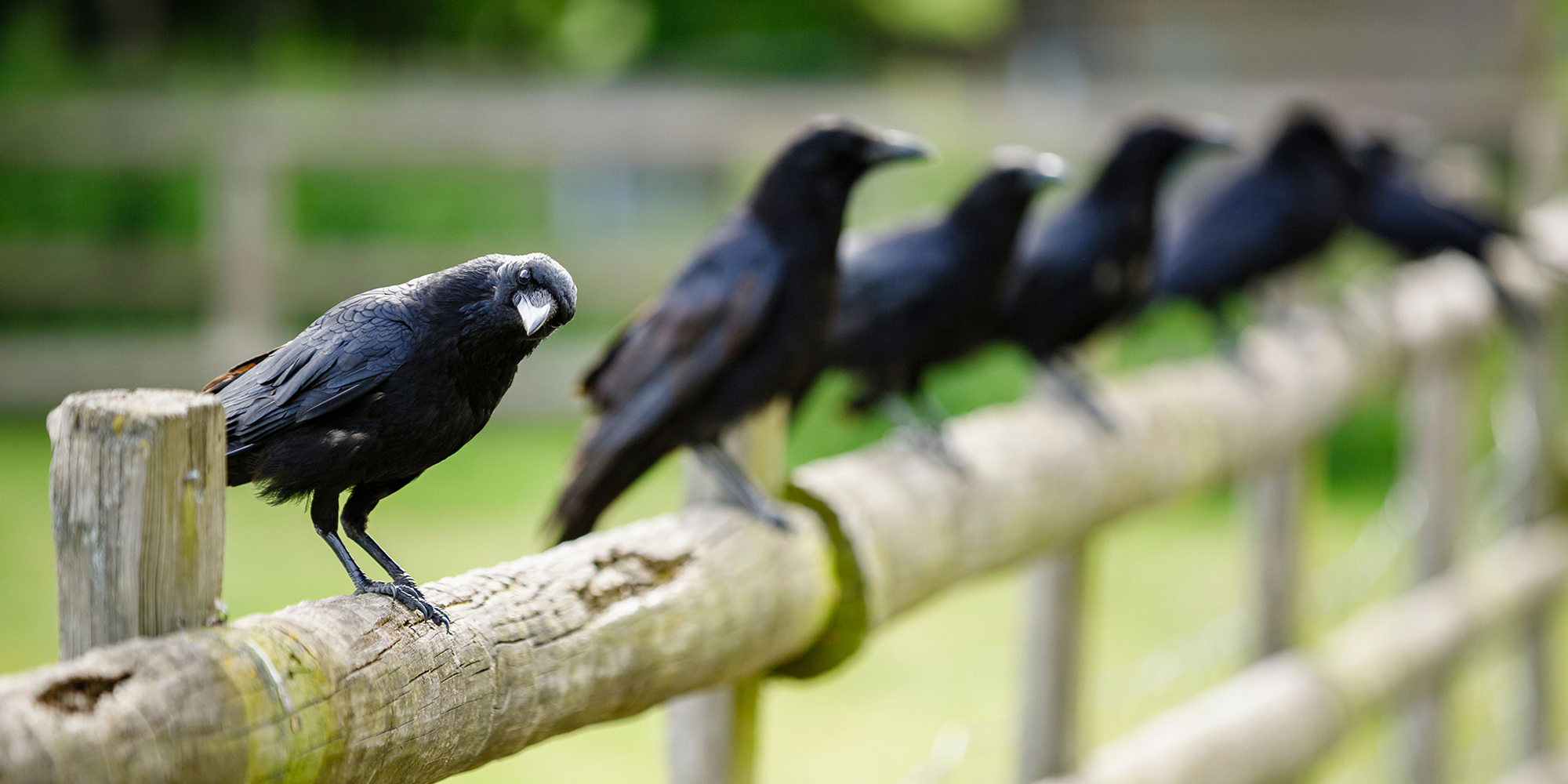 A closeup of black ravens perched on a wooden fence